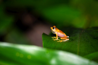 一个橙色小青蛙绿色叶马达加斯加橙色小青蛙绿色叶马达加斯加