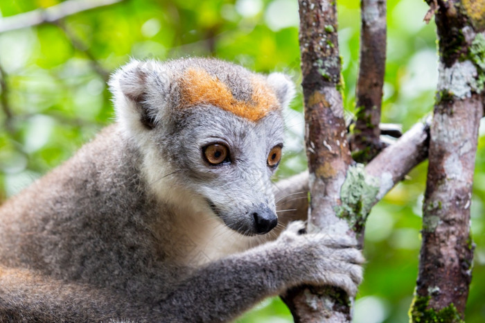 的皇冠狐猴树的热带雨林马达加斯加皇冠狐猴树的热带雨林马达加斯加