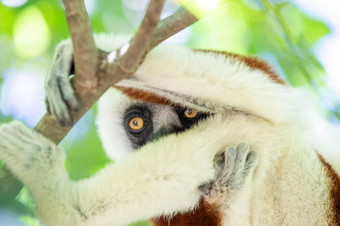 的coquerelsifaka它的<strong>自然环境</strong>国家公园的岛马达加斯加的coquerelsifaka它的<strong>自然环境</strong>国家公园的岛马达加斯加