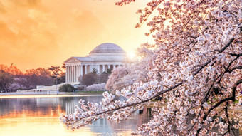 的杰佛逊纪念在的樱桃开花节日华盛顿