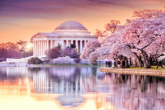 的杰佛逊纪念在的樱桃开花节日华盛顿