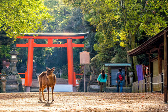 鹿市中心区域奈良<strong>日本</strong>