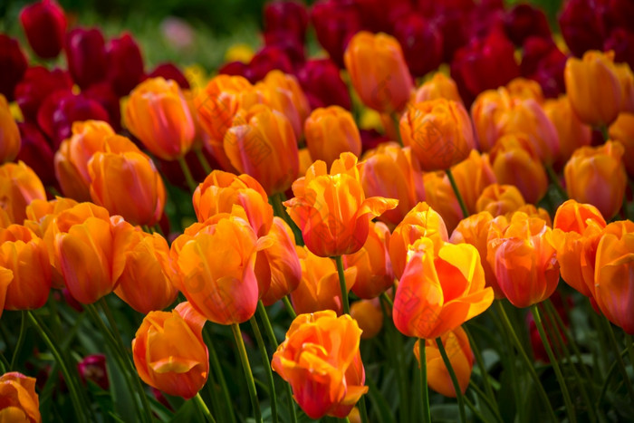 充满活力的颜色郁金香荷兰的荷兰典型的荷兰花