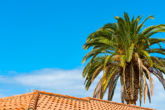 美丽的绿色棕榈树对的蓝色的阳光明媚的天空后面的<strong>平铺</strong>的屋顶热带风打击的棕榈叶子tenerife西班牙美丽的绿色棕榈树对的蓝色的阳光明媚的天空后面的<strong>平铺</strong>的屋顶热带风打击的棕榈叶子tenerife西班牙