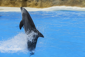 海豚游泳以上蓝色的水与他的好<strong>特写</strong>镜头海豚聪明的哺乳动物的池宽吻海豚海豚海豚游泳以上蓝色的水与他的好<strong>特写</strong>镜头海豚聪明的哺乳动物的池宽吻海豚海豚