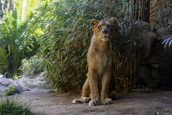 关闭母狮坐着的地面与绿色竹子的背景捕食者有休息关闭母狮坐着的地面与绿色竹子的背景捕食者有休息