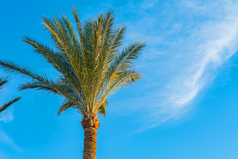 美丽的绿色棕榈树对的蓝色的阳光明媚的天空与光云背景热带风<strong>打击</strong>的棕榈叶子美丽的绿色棕榈树对的蓝色的阳光明媚的天空与光云背景热带风<strong>打击</strong>的棕榈叶子