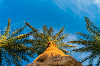 三个美丽的绿色棕榈树对的蓝色的阳光明媚的天空与光云视图从下面与软焦点棕榈<strong>皇冠</strong>热带idilic场景背景三个美丽的绿色棕榈树对的蓝色的阳光明媚的天空与光云视图从下面与软焦点棕榈<strong>皇冠</strong>热带idilic场景背景