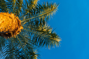 美丽的绿色棕榈树对的蓝色的阳光明媚的天空与光云视图从下面与软焦点棕榈<strong>皇冠</strong>热带idilic场景背景美丽的绿色棕榈树对的蓝色的阳光明媚的天空与光云视图从下面与软焦点棕榈<strong>皇冠</strong>热带idilic场景背景