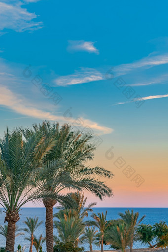 美丽的绿色棕榈树对的日落天空与光云和蓝色的海热带idilic晚上场景背景美丽的绿色棕榈树对的日落天空与光云和蓝色的海热带idilic晚上场景背景