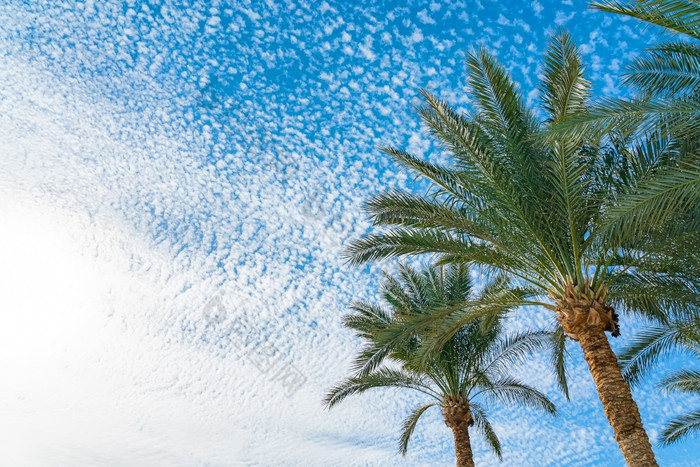 美丽的绿色棕榈树对的蓝色的阳光明媚的天空与光云背景热带风打击的棕榈叶子美丽的绿色棕榈树对的蓝色的阳光明媚的天空与光云背景热带风打击的棕榈叶子
