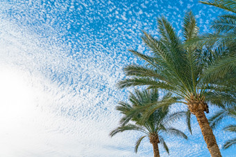 美丽的绿色棕榈树对的蓝色的阳光明媚的天空与光云背景热带风打击的棕榈叶子美丽的绿色棕榈树对的蓝色的阳光明媚的天空与光云背景热带风打击的棕榈叶子