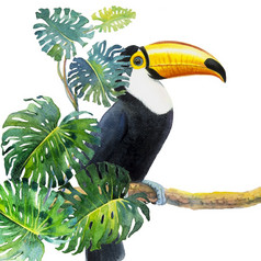 一个鸟与大嘴巨嘴鸟鸟坐着的分支与monstera叶monstera美味的白色背景水彩绘画插图纸动物生活热带