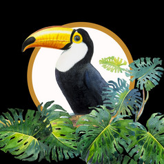 一个鸟与大嘴巨嘴鸟鸟坐着的分支与monstera叶monstera美味的黑色的背景水彩绘画插图纸动物生活热带