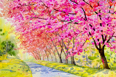 水彩绘画原始景观花puple粉红色的颜色野生喜玛拉雅樱桃天空和云背景