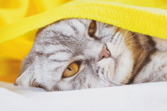 黑色的和灰色的条纹苏格兰褶皱猫睡觉沙发下黄色的格子不满意动物的鼻口的概念早....觉醒可爱的有趣的宠物
