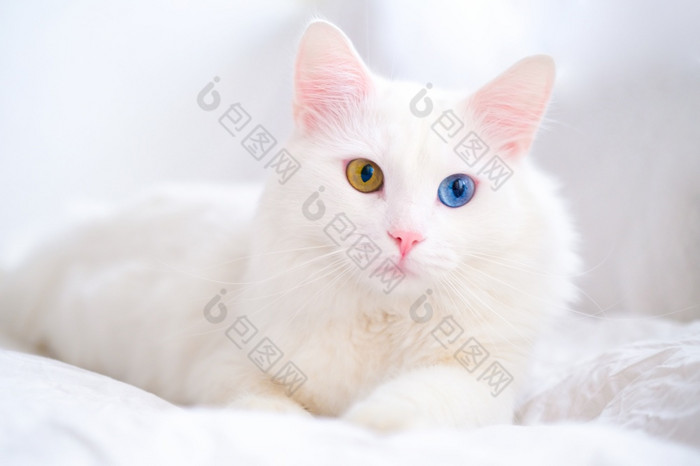 白色猫与不同的颜色眼睛土耳其安哥拉山羊毛的小猫与蓝色的和绿色眼睛谎言白色床上可爱的国内宠物色彩差异白色猫与不同的颜色眼睛土耳其安哥拉山羊毛的小猫与蓝色的和绿色眼睛谎言白色床上可爱的国内宠物色彩差异