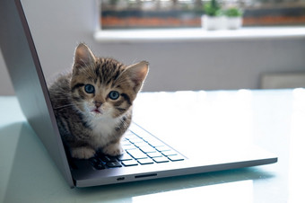小条纹小猫坐着移动PC键盘和看首页前视图Copyspace自由远程在线工作和教育小条纹小猫坐着移动PC键盘和看首页前视图Copyspace自由远程在线工作和教育