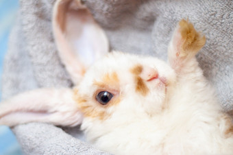 砍伐耳朵小红色的和白色颜色兔子个月老兔子灰色背景动物和宠物概念砍伐耳朵小红色的和白色颜色兔子个月老兔子灰色背景动物和宠物概念