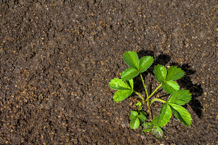 草莓植物生长的地面概念园艺和农业模型草莓植物生长的地面