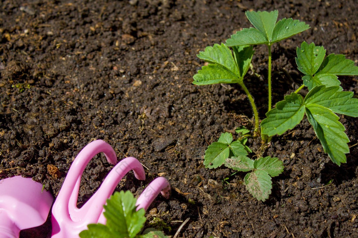草莓植物和粉红色的园艺工具的地面空间为文本草莓植物和粉红色的园艺工具的地面