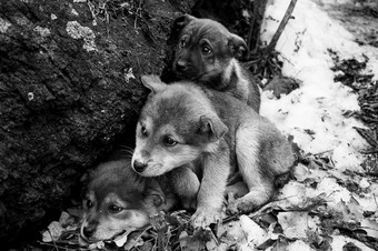 三个无家可归的人小冻小狗与伤心眼睛雪森林附近老树对背景冬天等待为温暖好老板新一年rsquo一年狗关闭黑色的白色照片
