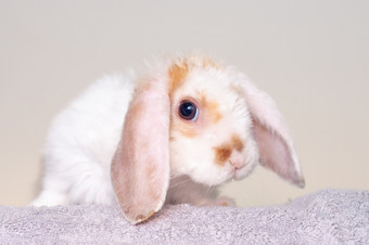 砍伐耳朵小红色的和白色颜色兔子个月老兔子灰色背景动物和宠物概念砍伐耳朵小红色的和白色颜色兔子个月老兔子灰色背景动物和宠物概念