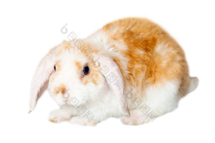 砍伐耳朵小红色的和白色颜色兔子个月老兔子孤立的白色背景动物和宠物概念砍伐耳朵小红色的和白色颜色兔子个月老兔子孤立的白色背景动物和宠物概念