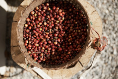 新鲜的Arabica咖啡浆果篮子