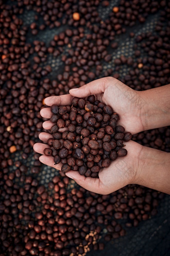 关闭红色的浆果咖啡豆子农业家手关闭红色的浆果咖啡豆子