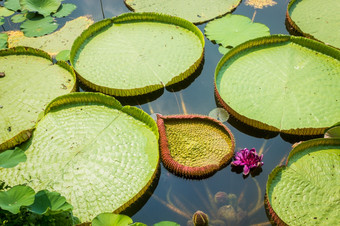 莲花池塘与阳光花的佛象征