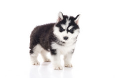 可爱的西伯利亚沙哑的小狗站白色背景孤立的