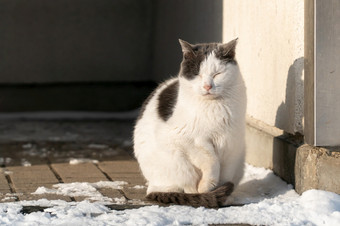 街猫坐着的雪下阳光<strong>北海道日本</strong>