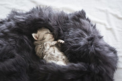 可爱的小猫睡觉黑色的皮毛