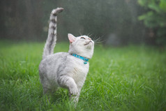 可爱的猫玩的公园多雨的一天