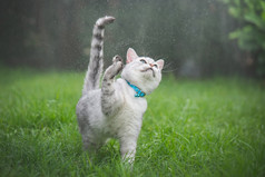 可爱的猫玩的公园多雨的一天