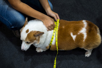 狗可爱的彭布罗克威尔士威尔士矮脚狗品种脂肪身体超重从肥胖和肥胖检查腰规模软磁带测量卷尺狗威尔士矮脚狗超重和肥胖与卷尺