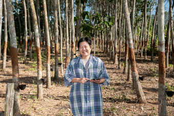 亚洲女人聪明的农民农业家快乐橡胶树种植园与橡胶树行自然乳胶农业收获自然橡胶白色牛奶颜色为行业泰国聪明的农民农业家橡胶树种植园