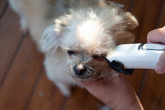 梳理和发型的狗皮毛米色狗可爱的混合品种与shih-tzu波美拉尼亚的和贵宾犬人类与狗限幅器宠物商店宠物美容师梳理和发型狗皮毛人类与限幅器