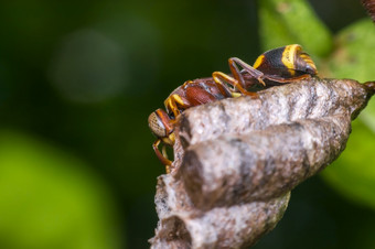 宏膜翅目<strong>昆虫</strong>大订单<strong>昆虫</strong>组成的叶蜂黄蜂蜜蜂和蚂蚁黄色的和黑色的颜色关闭的巢自然宏膜翅目<strong>昆虫</strong>的巢自然