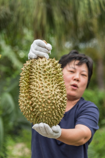 亚洲女人农民持有榴莲王水果泰国和亚洲水果有峰值壳牌和甜蜜的可以买泰国街食物和水果<strong>市场</strong>农业<strong>农场</strong>亚洲农民持有榴莲王水果