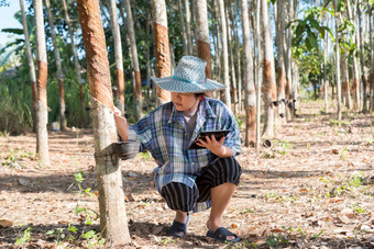 亚洲女人聪明的农民农业家快乐橡胶树种植园与橡胶树行自然乳胶农业收获自然橡胶白色牛奶颜色为行业泰国聪明的农民农业家橡胶树种植园
