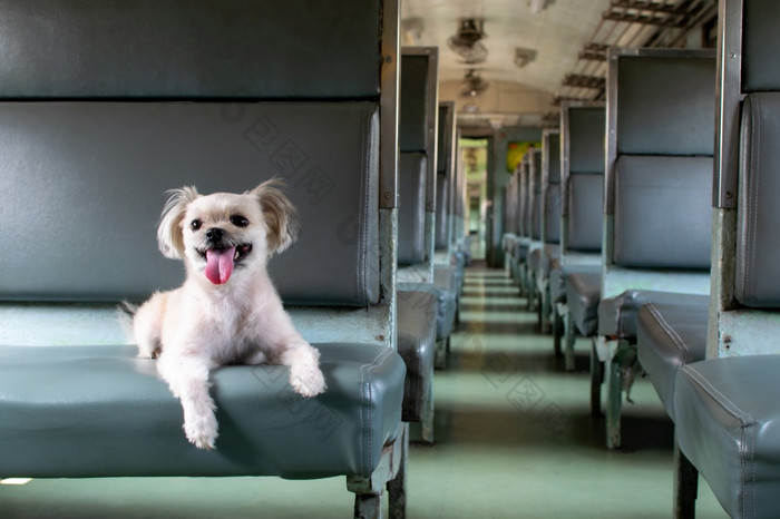 狗可爱的米色颜色混合品种与shih-tzu波美拉尼亚的和贵宾犬车座位内部铁路火车小屋古董风格等待为假期旅行旅行狗可爱的内部铁路火车等待为旅行