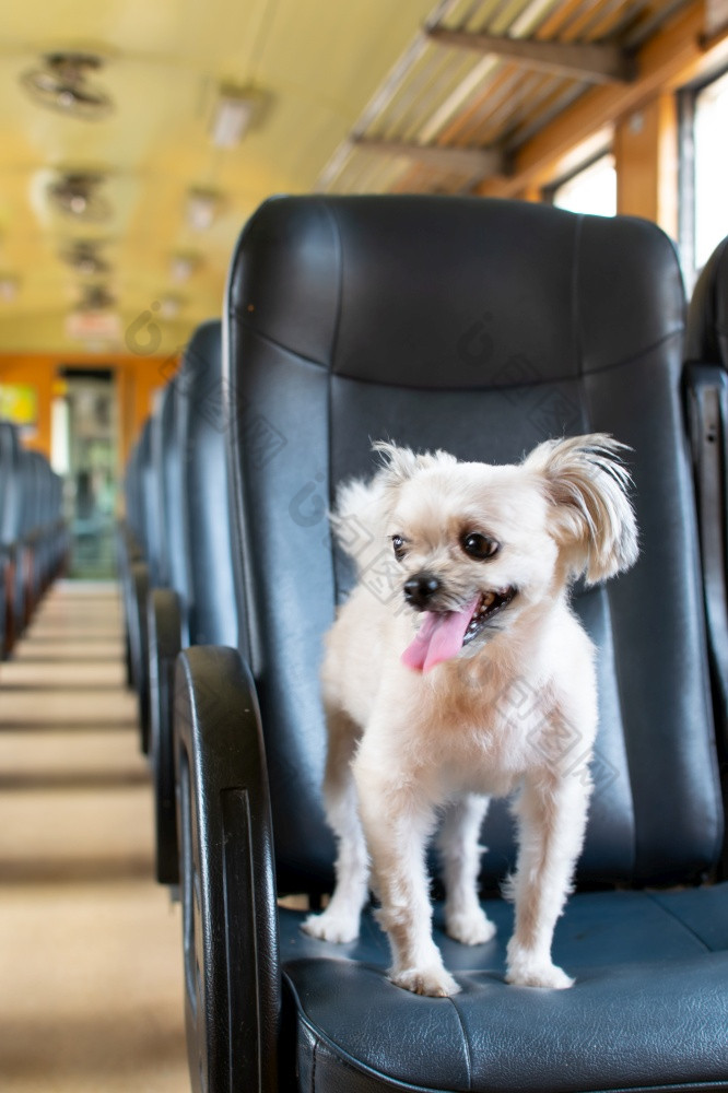狗可爱的米色颜色混合品种与shih-tzu波美拉尼亚的和贵宾犬车座位内部铁路火车小屋古董风格等待为假期旅行旅行狗可爱的内部铁路火车等待为旅行