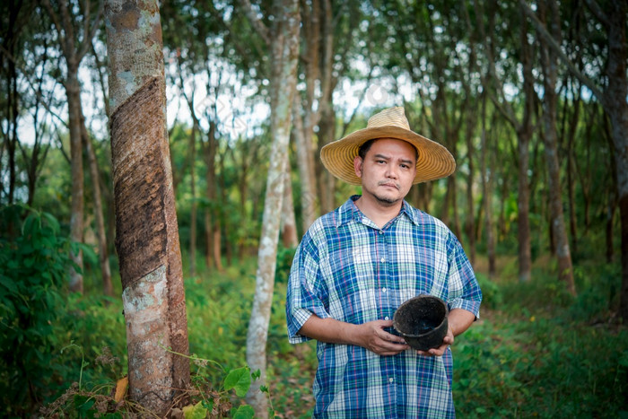 亚洲男人。农民农业家不开心从低收益率生产力橡胶树种植园与橡胶树行自然乳胶农业收获自然橡胶为行业泰国农民农业家橡胶种植园低收益率