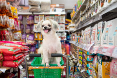 曼谷泰国4月狗可爱的等待宠物老板购物选择各种配件宠物食物从宠物货物架子上宠物店为她的狗开放每天为服务日常许多类型宠物食物和产品宠物商店