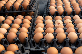 新鲜的鸡蛋产品为出售超市开放每天蛋价格泰国可以指示器的经济泰国新鲜的鸡蛋产品为出售超市