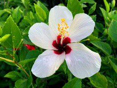 的白色芙蓉花是盛开的漂亮的