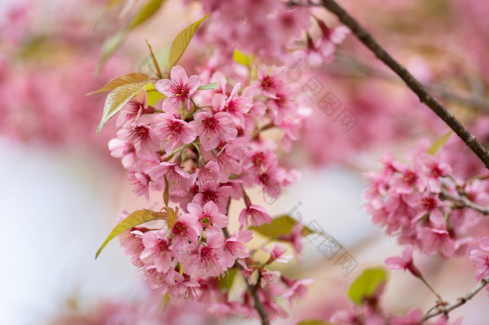 美丽的粉红色的樱桃开花花泰国樱花盛开的冬天季节