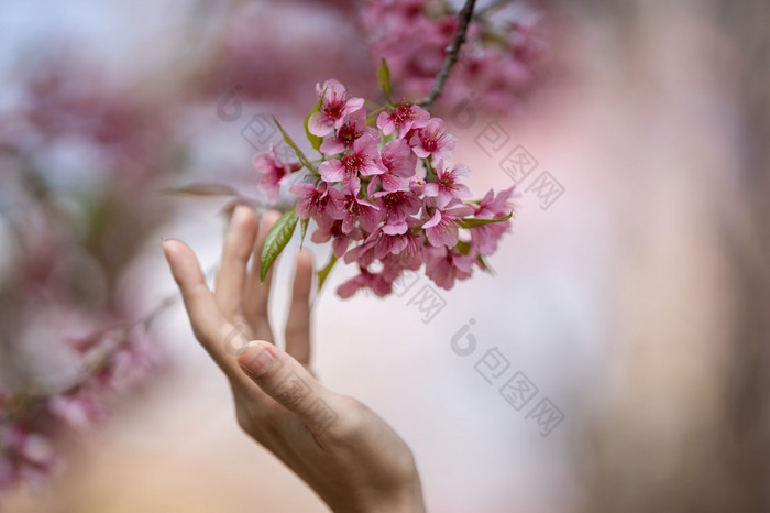 女人触摸美丽的粉红色的樱桃开花花泰国樱花分支与手